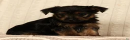 Yorkshire Terrier dogs for sale: Leo - Ad 7