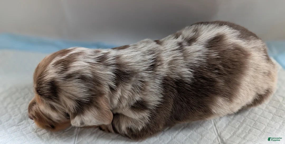 Miniature Dachshund dogs for sale: Spot - Ad 2