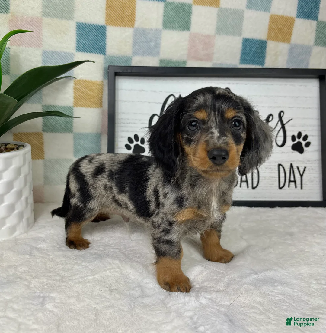 Miniature Dachshund dogs for sale: Danny - Ad 2