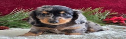 Miniature Dachshund dogs for sale: Korey - Ad 5