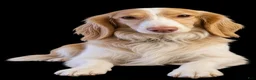 Dachshund dogs for stud: Red Dirt's River  - Ad 2
