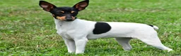 Toy Fox Terrier dogs for sale: Dakota - Ad 1