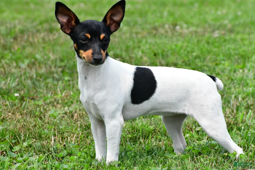 Toy Fox Terrier dogs for sale: Dakota - Ad 1