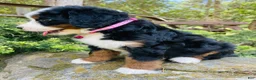 Bernedoodle dogs for sale: Peach Bellini - ultra Bernedoodle  - Ad 6