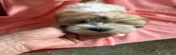 Havanese dogs for sale: Havanese Puppy 6 - Ad 5