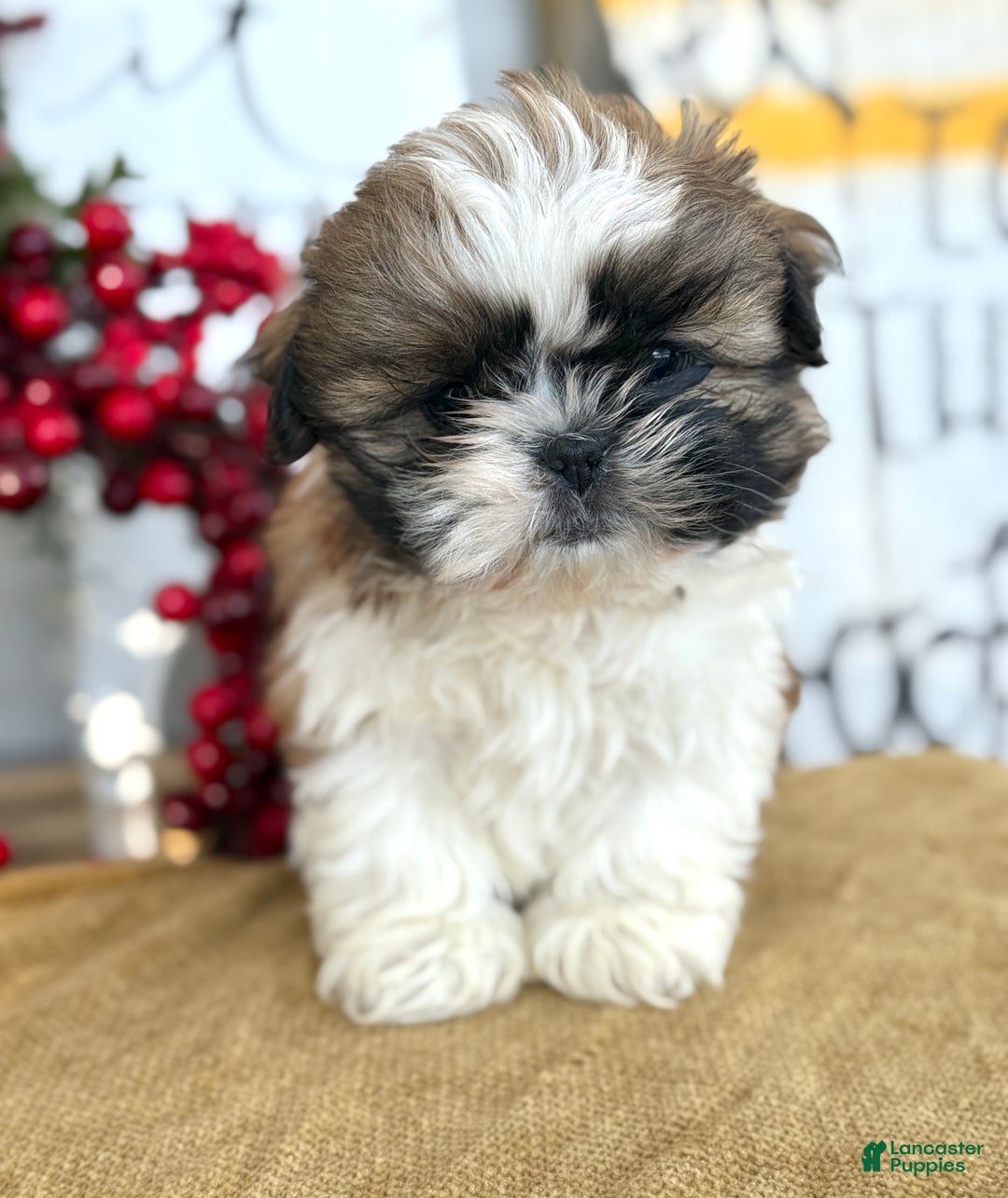 Shih Tzu dogs for sale: Patch - Ad 7