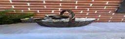 Shih Tzu dogs for sale: Parker - Ad 6