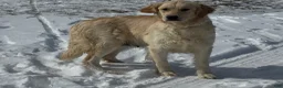Golden Retriever dogs for sale: Puck  - Ad 4