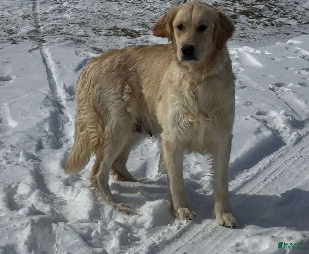 Golden Retriever dogs for sale: Puck  - Ad 4