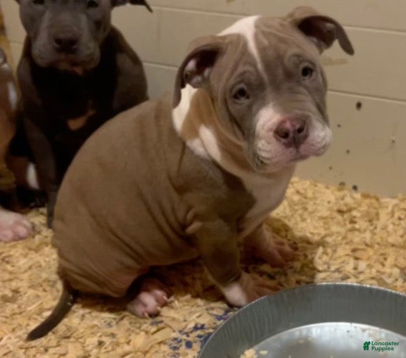 American Bully dogs American Bully Puppy 6 - Ad 5