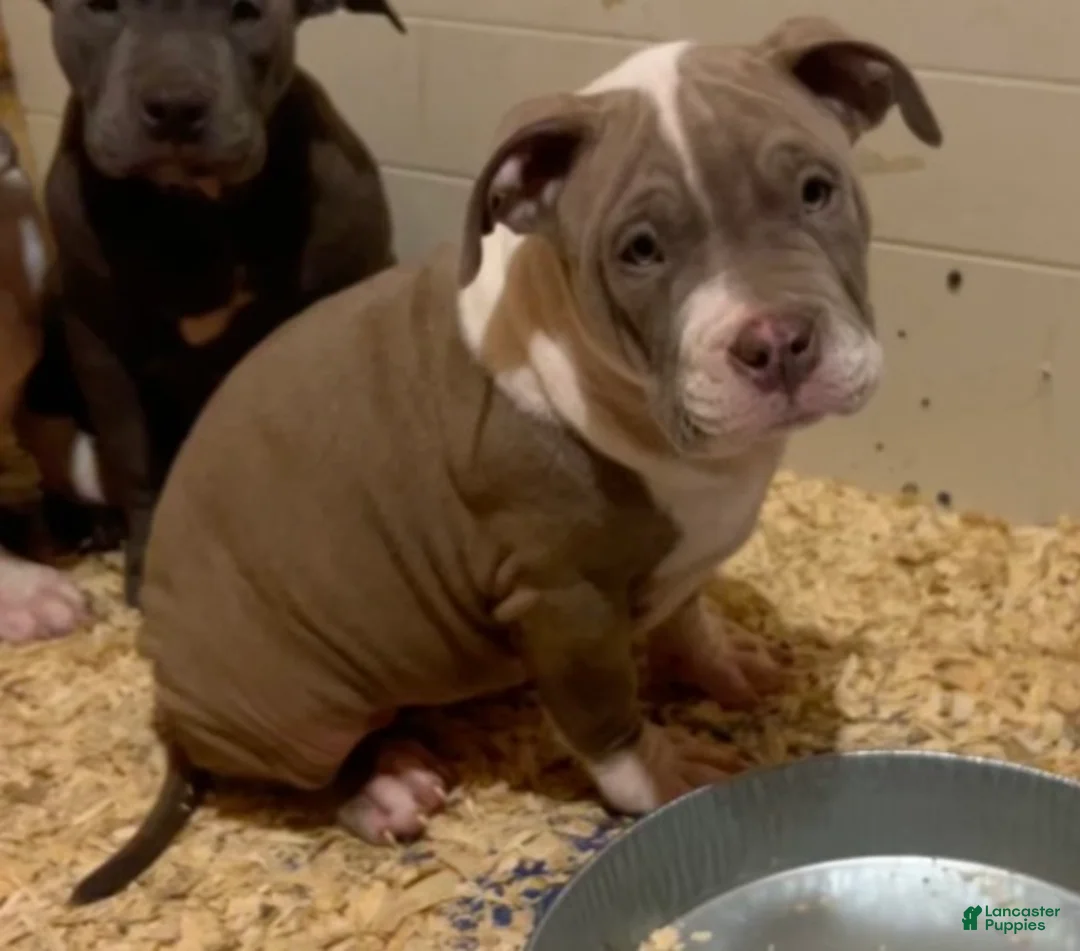 American Bully dogs for sale: American Bully Puppy 6 - Ad 1