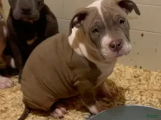 American Bully dogs American Bully Puppy 6 - Ad 5