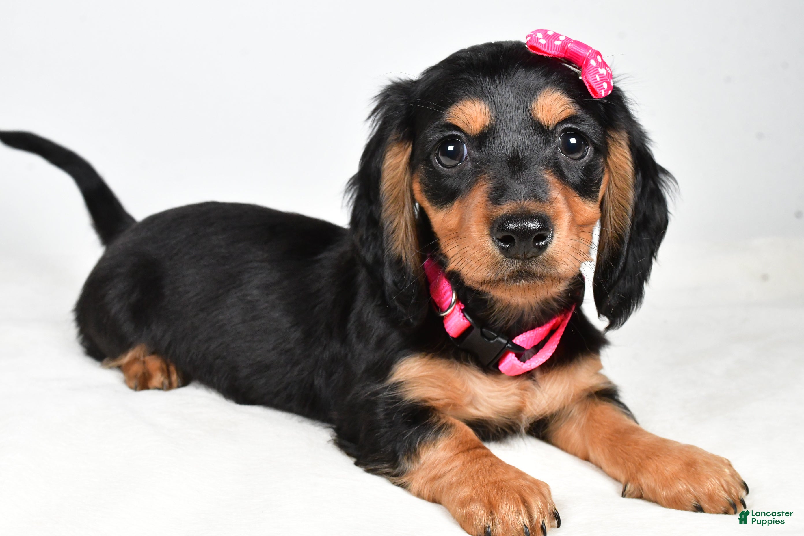 Miniature Dachshund dogs Kandra - Ad 22