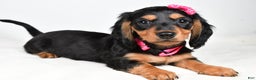 Miniature Dachshund dogs for sale: Kandra - Ad 1
