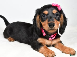 Miniature Dachshund dogs Kandra - Ad 39