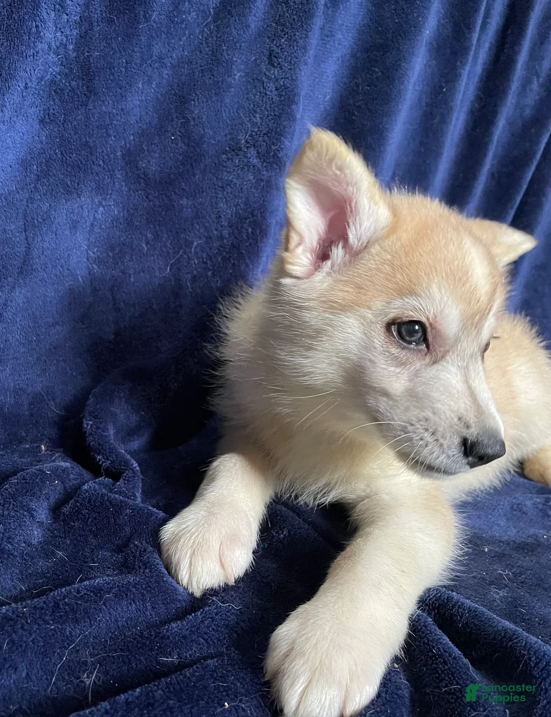 Mixed Breed dogs for sale: Mixed Breed Puppy 5 - Ad 2