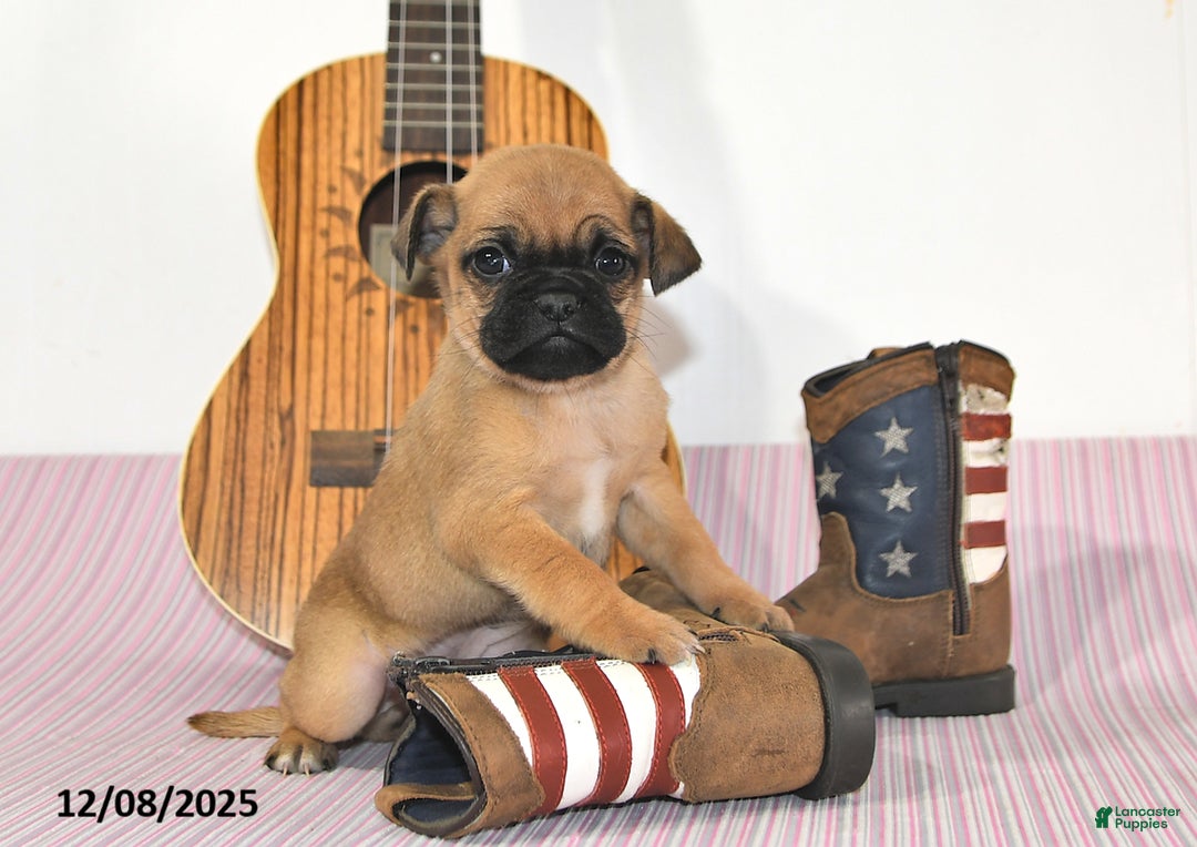 Jug dogs for sale: Adric - Ad 3