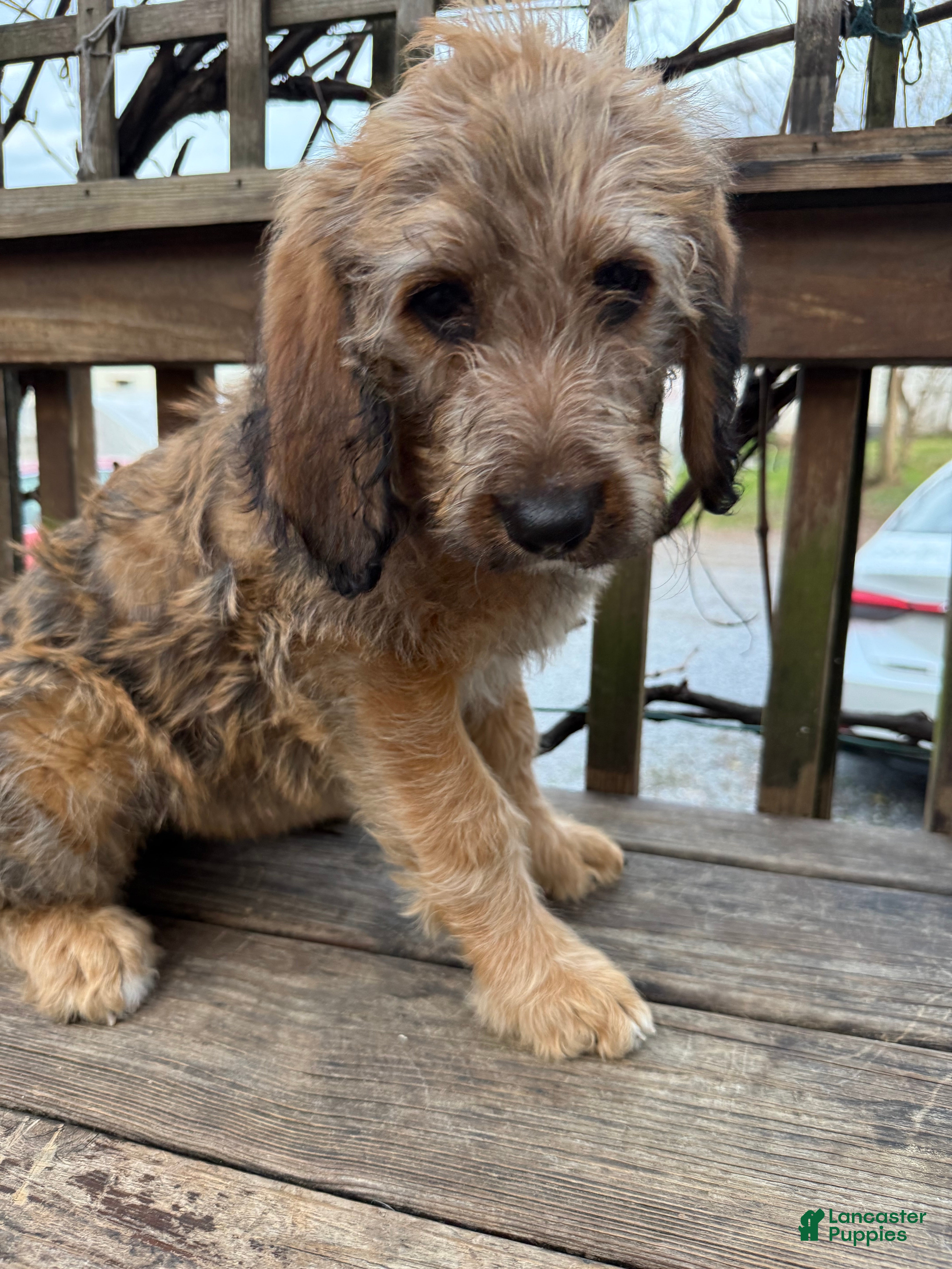 Mixed Breed dogs Sofie - Ad 2