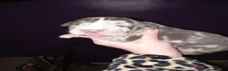 Daniff dogs for sale: NEEKO-Daniff Puppy 4 - Ad 5