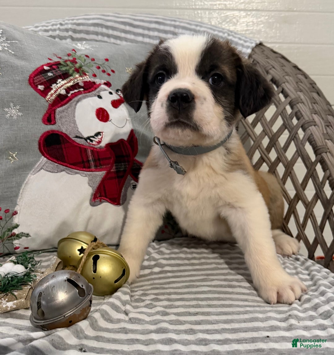 Saint Bernard dogs for sale: Diesel - Ad 4