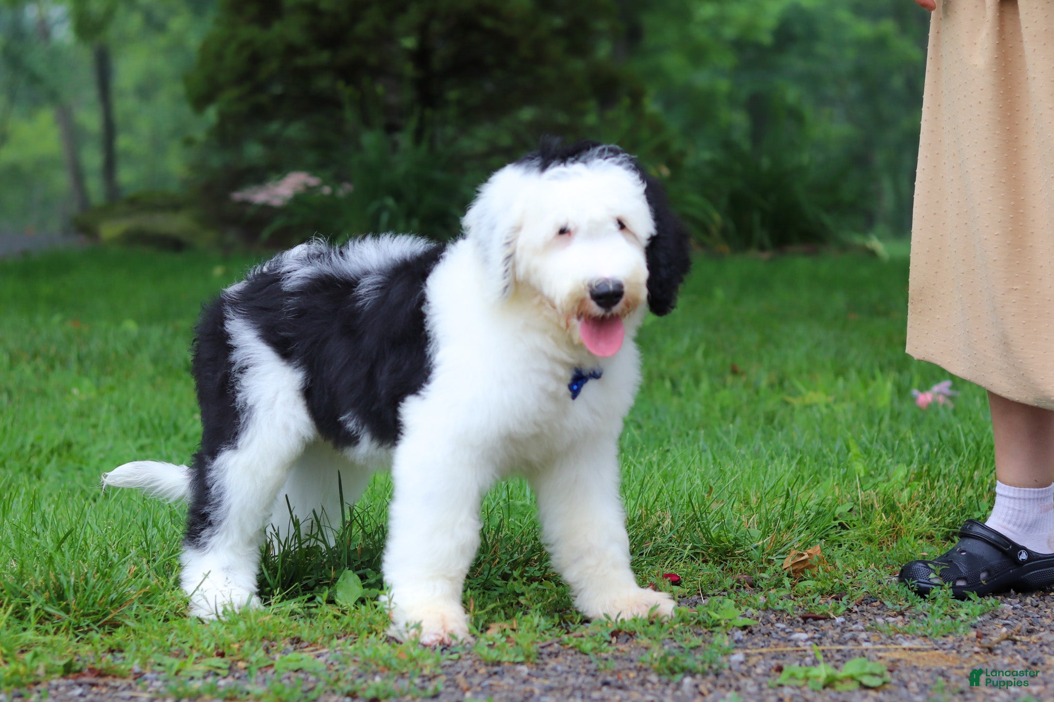 Sheepadoodle dogs Bentley - Ad 2