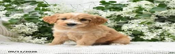 Goldendoodle dogs for sale: Joy - Ad 5