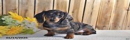 Miniature Dachshund dogs for sale: Valerie - Ad 1