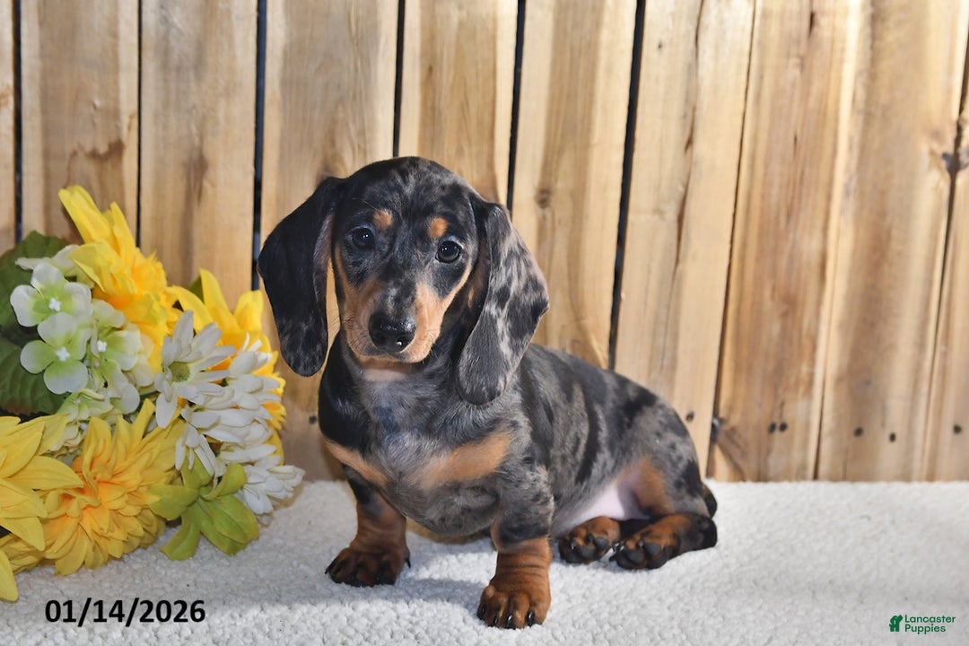 Miniature Dachshund dogs for sale: Valerie - Ad 1