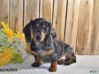 Miniature Dachshund dogs Valerie - Ad 42
