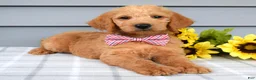 Labradoodle dogs for sale: Charlie  - Ad 4
