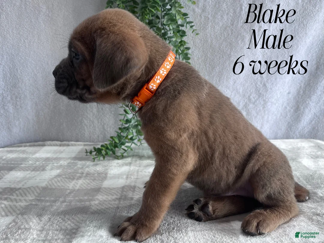 Cane Corso dogs for sale: Nikki - Ad 93