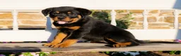 Rottweiler dogs for sale: Sierra - Ad 3