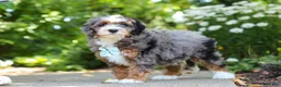 Mini Bernedoodle dogs for sale: Koda - Ad 4