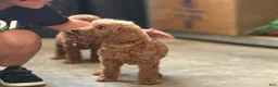 Standard Poodle dogs for sale: Coco - Ad 4