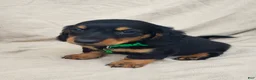 Miniature Dachshund dogs for sale: BRADY - Ad 4
