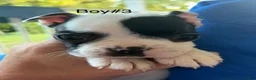 Boston Terrier dogs for sale: Boston Terrier 1 - Ad 8