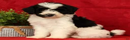 Mini Sheepadoodle dogs for sale: Max - Ad 4