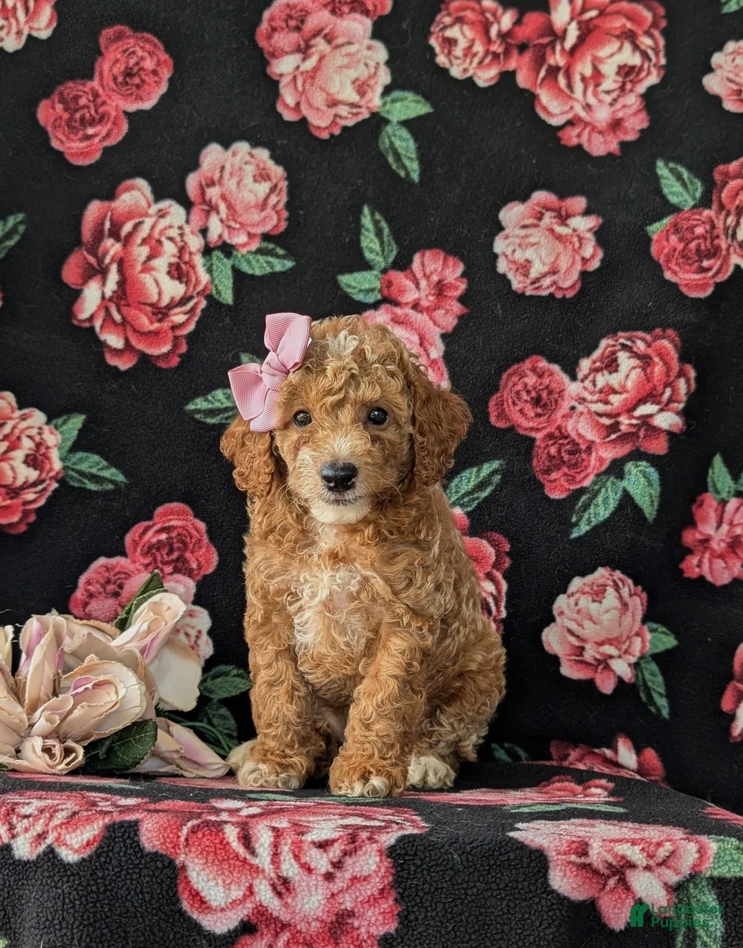 Cockapoo dogs for sale: Brielle Hypoallergenic - Ad 2