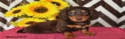 Miniature Dachshund dogs for sale: Dusty - Ad 3