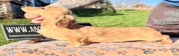 Miniature Dachshund dogs for sale: Cream dapple - Ad 3