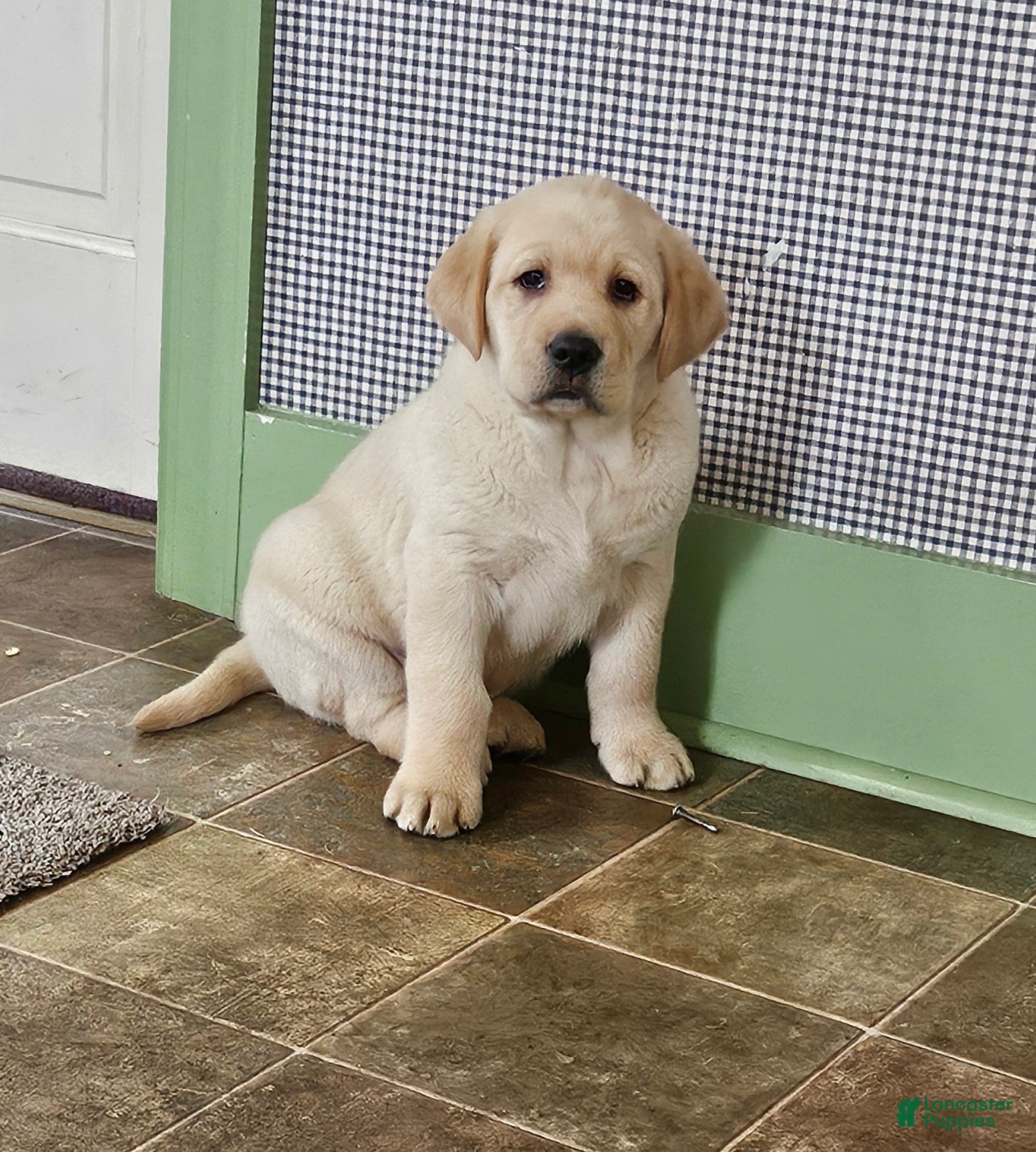 Goldador dogs Mixed Breed Puppy 1 - Ad 1