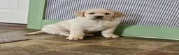 Goldador dogs for sale: Mixed Breed Puppy 1 - Ad 1