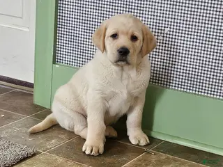 Goldador dogs for sale: Mixed Breed Puppy 1 - Ad 2