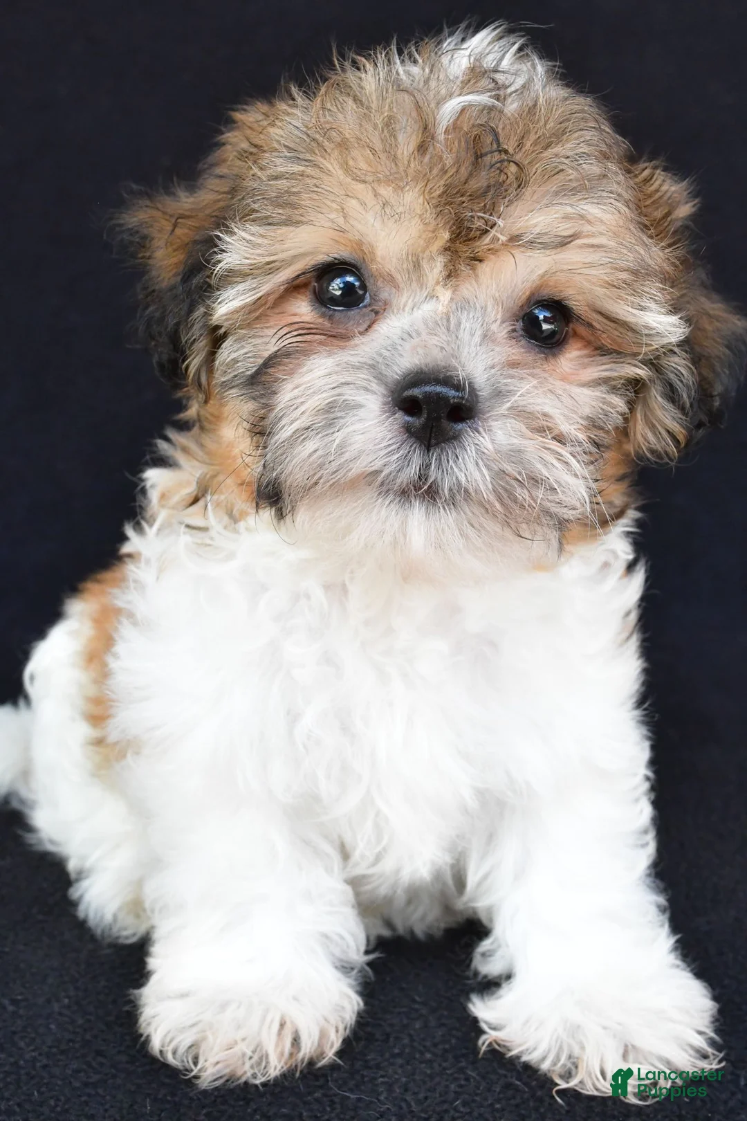 Teddy Bear dogs for sale: Chip - Ad 2