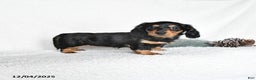 Dachshund dogs for sale: Joy - Ad 1
