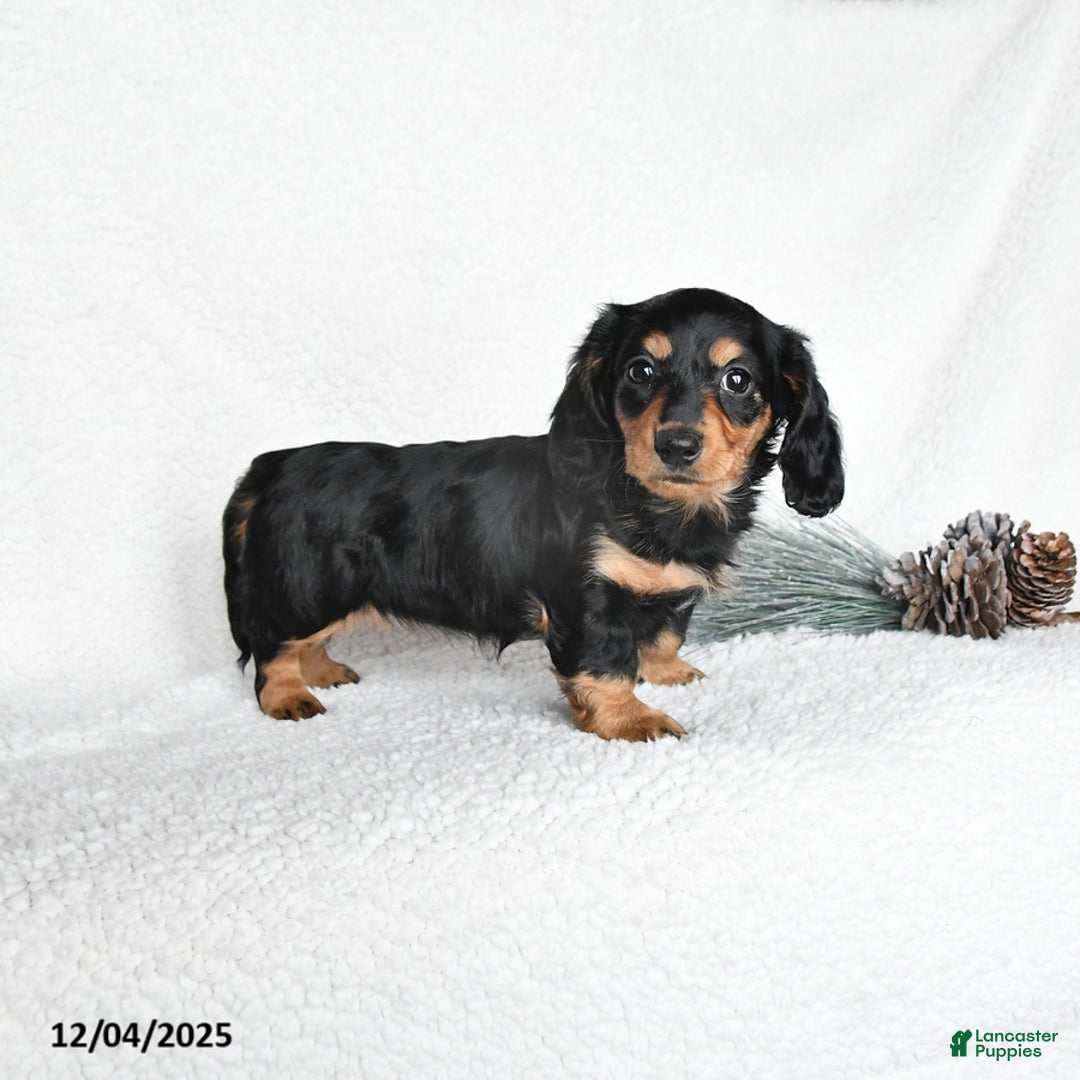 Dachshund dogs for sale: Joy - Ad 1