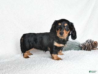 Dachshund dogs Joy - Ad 12