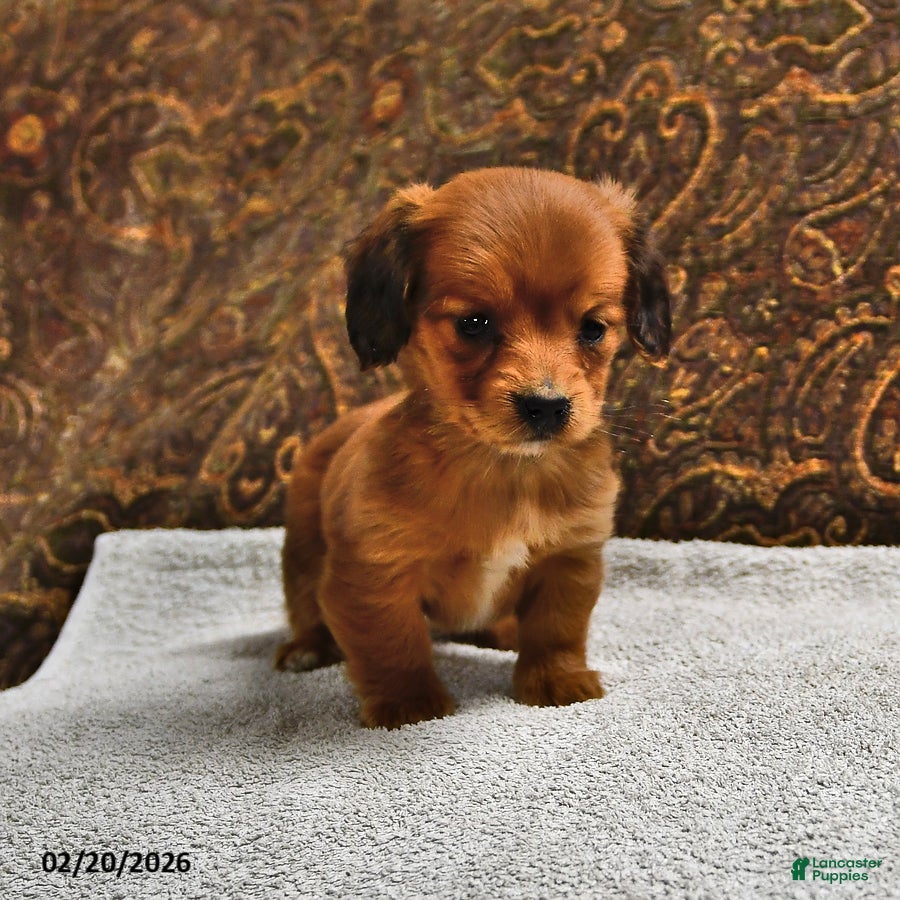 Miniature Dachshund dogs Twix - Ad 1