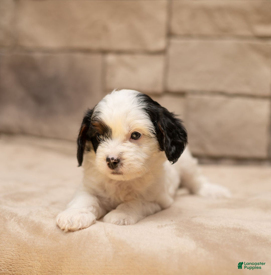 Cavapoo dogs for sale: Mocha  - Ad 6