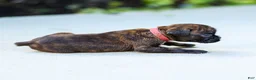 Boxer dogs for sale: Larry Boxer Puppy  - Ad 17